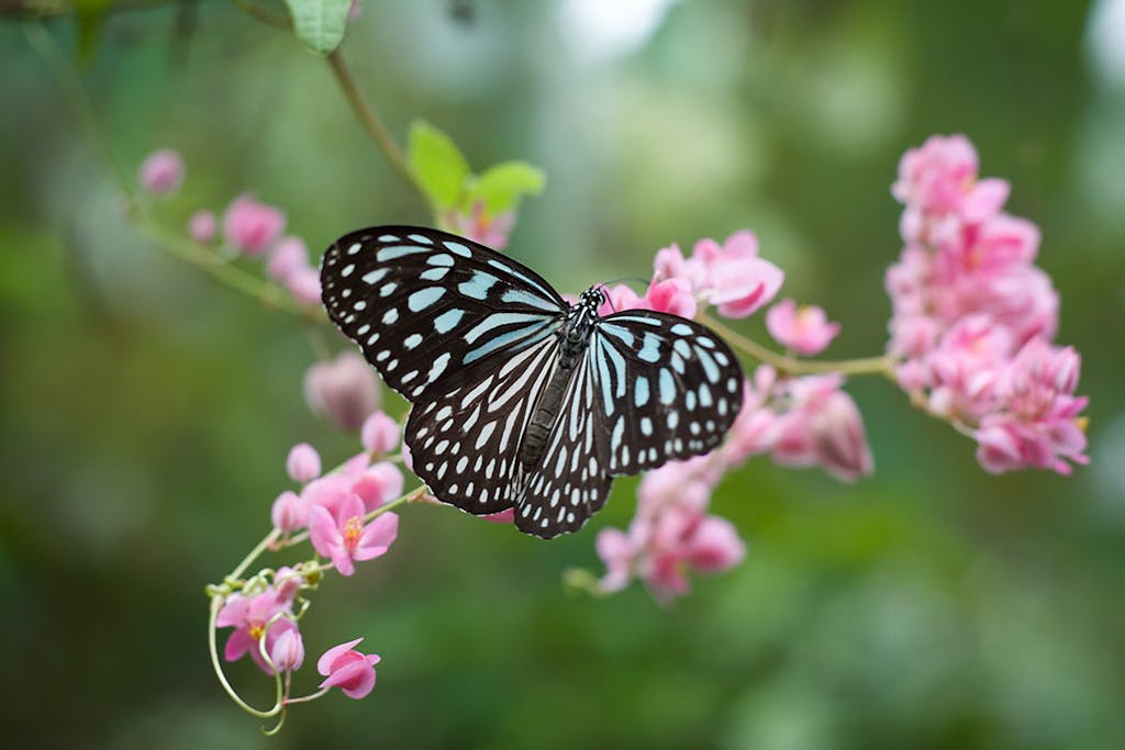 Close-up of a striking blue butterfly perched on vibrant pink flowers in Kuala Lumpur, Malaysia.
