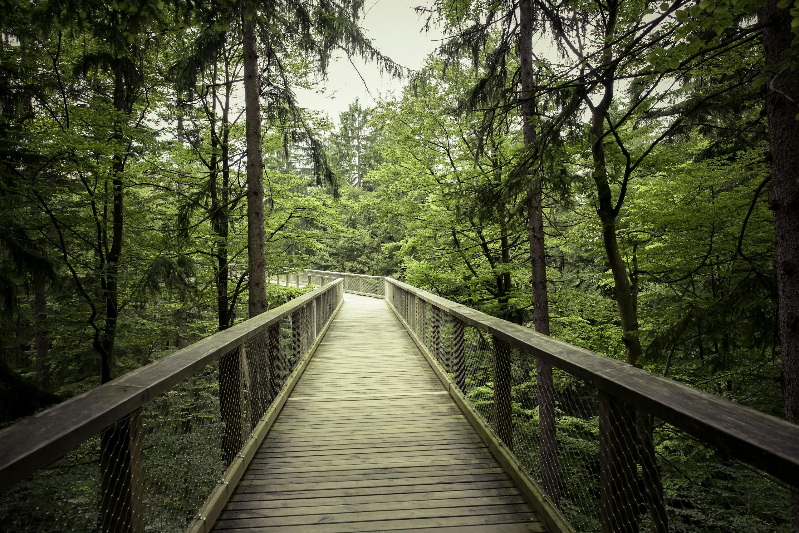 Explore a scenic wooden walkway through a serene green forest, perfect for nature lovers and hikers.